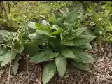 DSCF6385.jpg